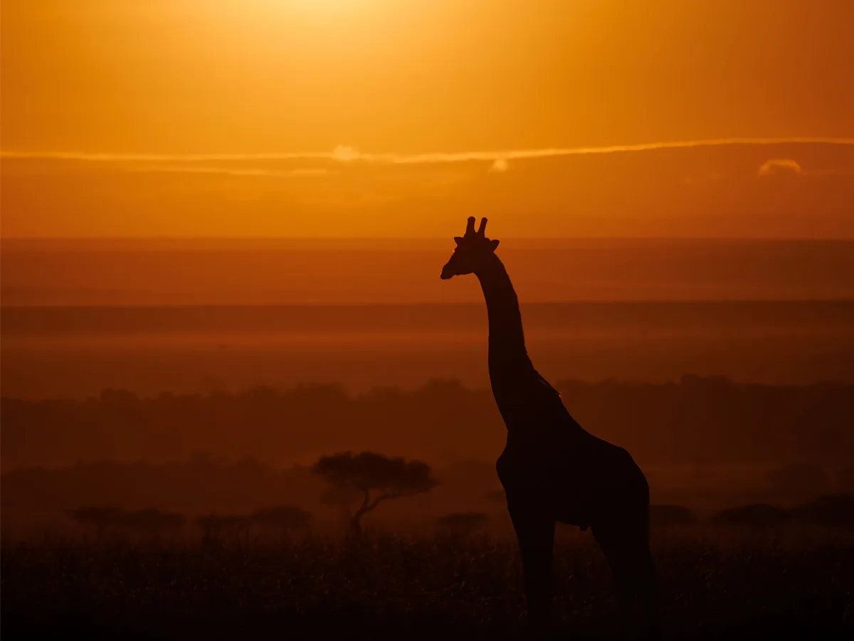 Paysage de safari en Afrique du Sud — savane au lever du soleil, éléphant au loin